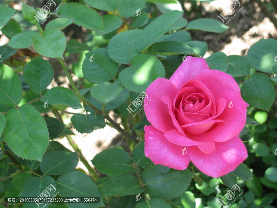 月季花