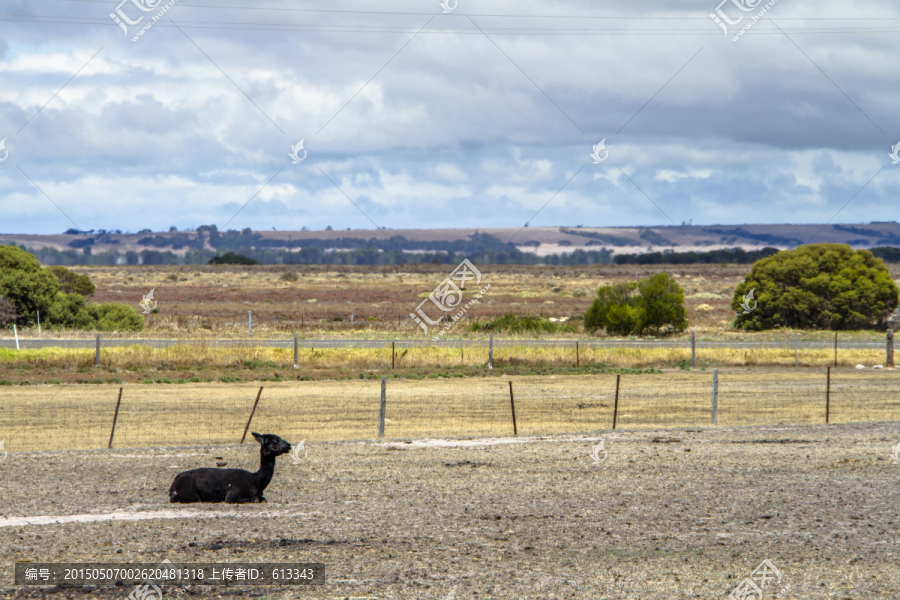澳洲袋鼠岛农场上的驼羊