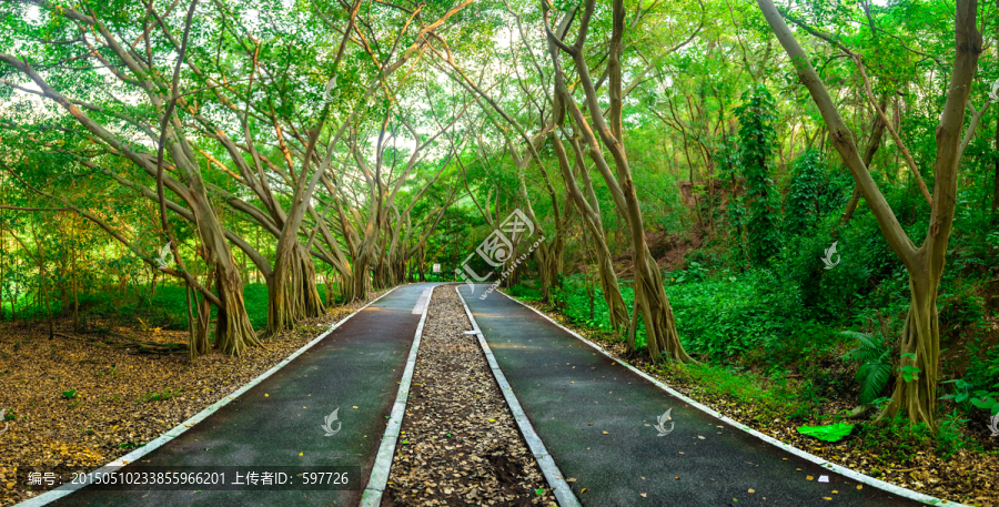 大夫山森林公园林荫大道全景接片