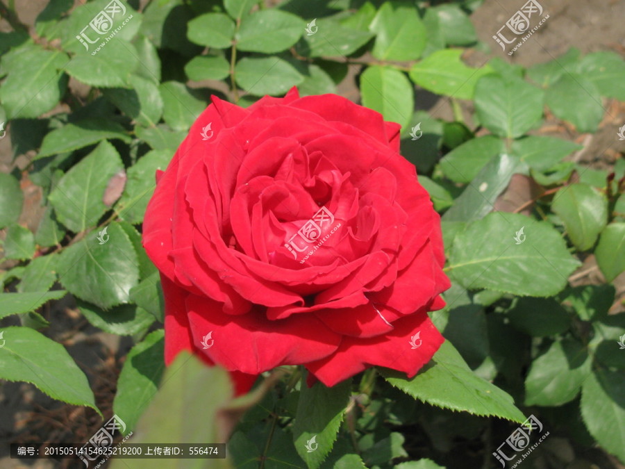 月季花