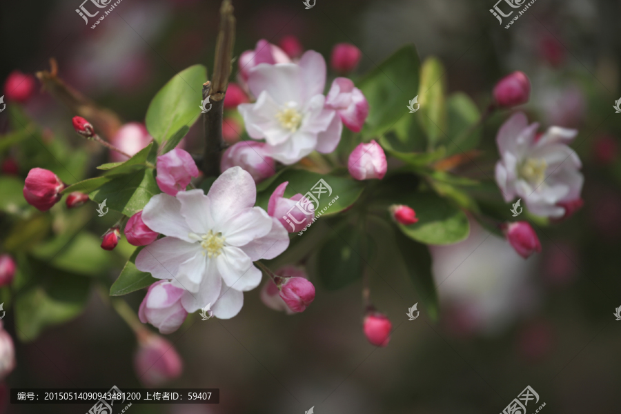 春天的花,西府海棠