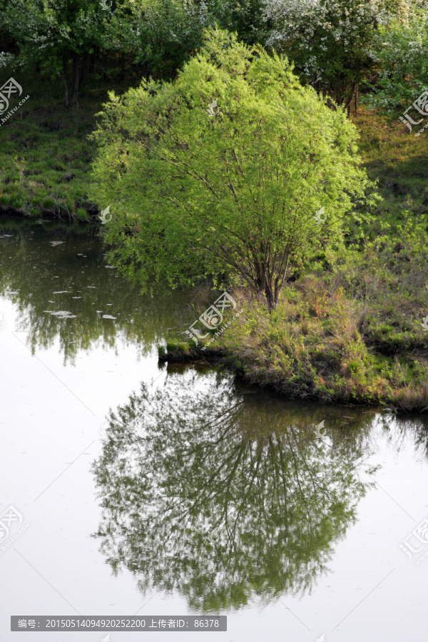 水中秀美,小树