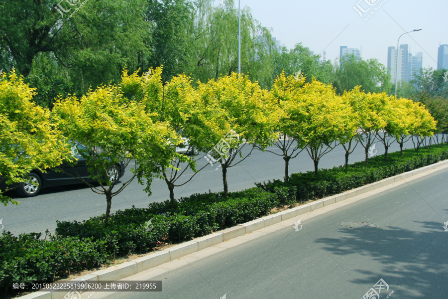 城市道路绿化
