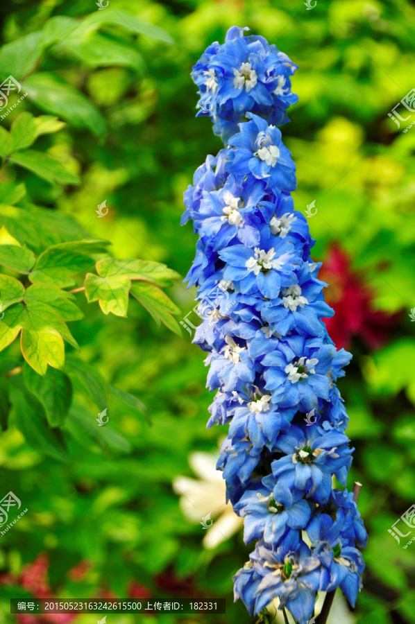 蓝色花簇