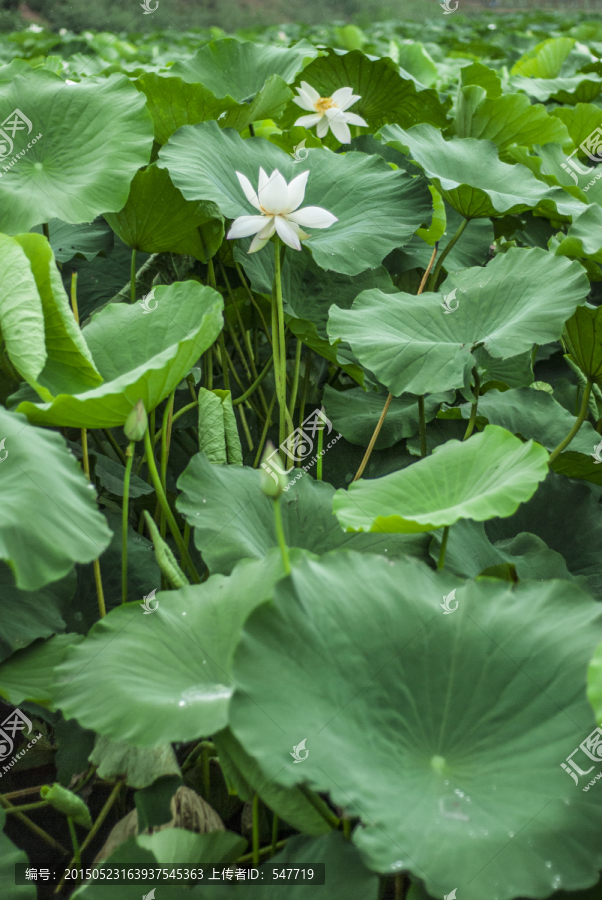 两朵白莲花