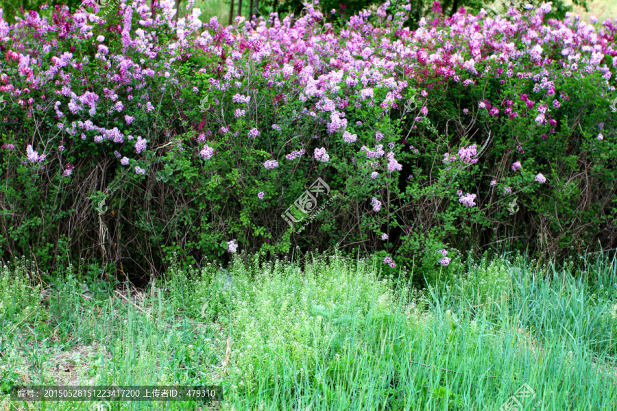 丁香花