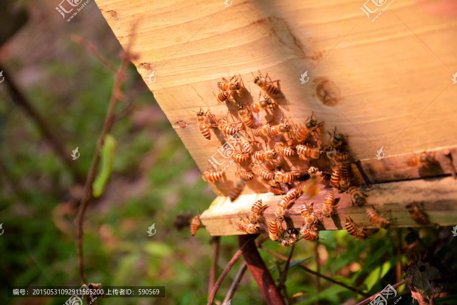 蜂箱上的蜂群