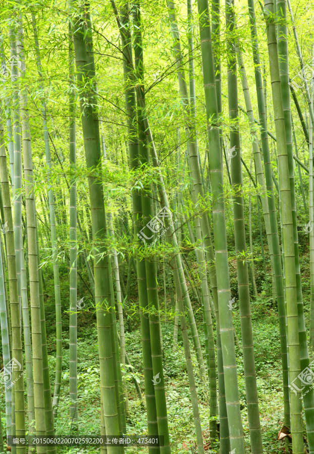 竹林,绿竹