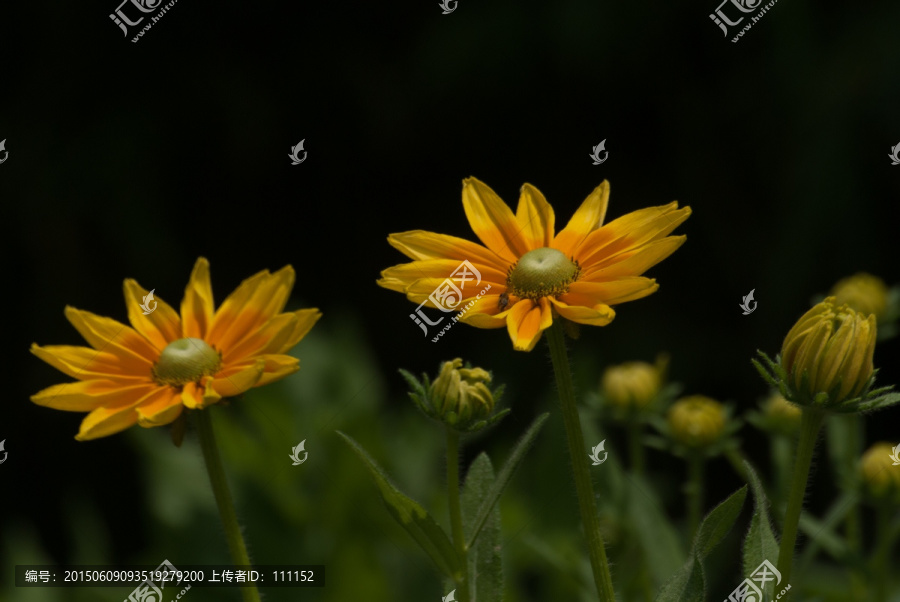 巴西菊