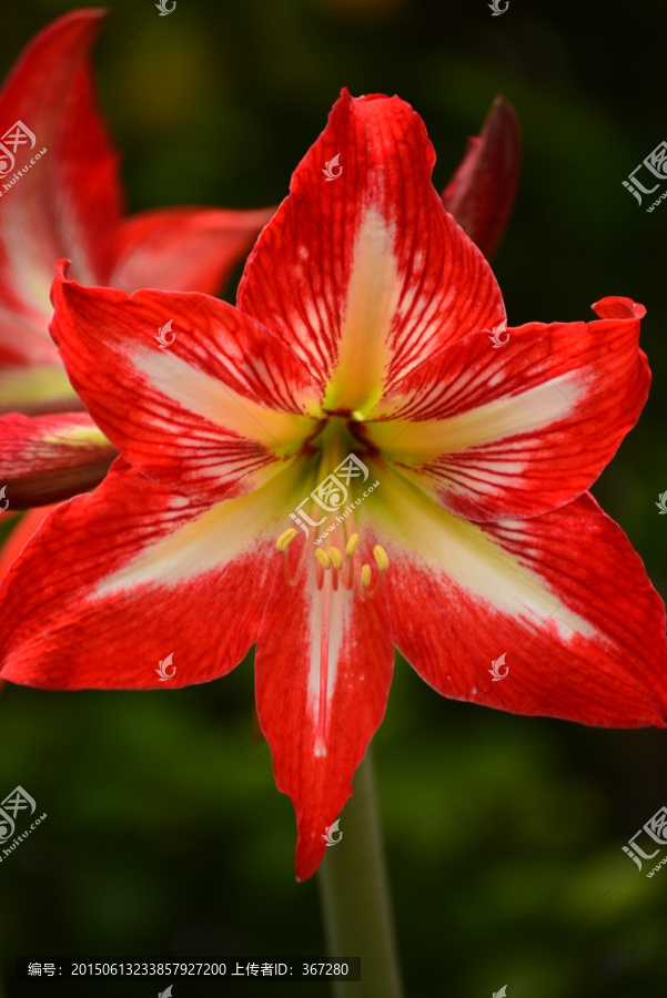 百合花图片素材