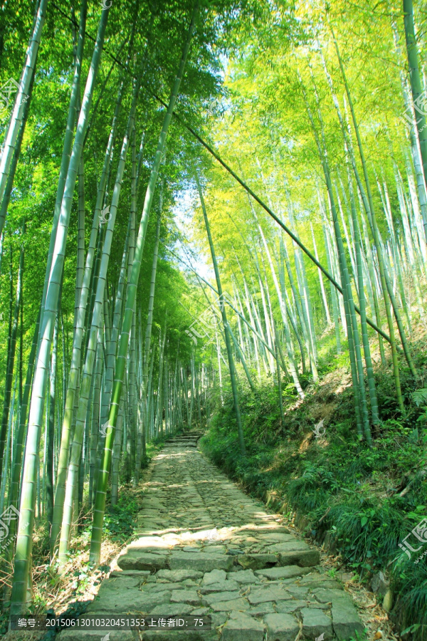 竹林