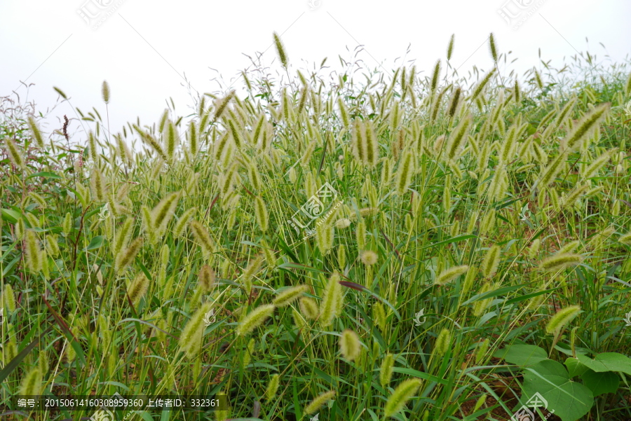 狗尾巴草