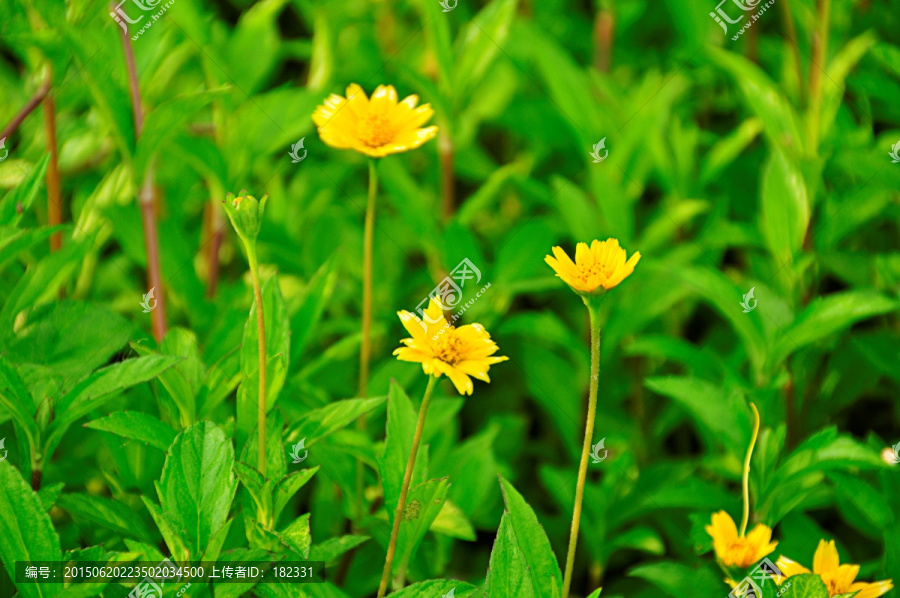 小黄花蟛蜞菊