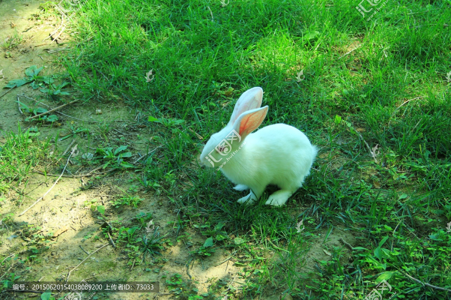 小白兔,小兔子,兔兔