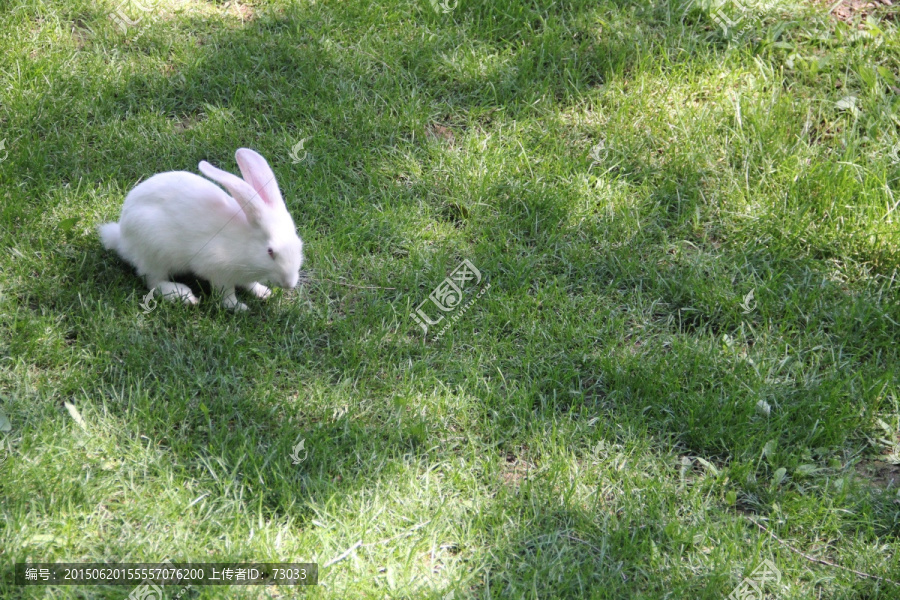 小白兔,小兔子,兔兔