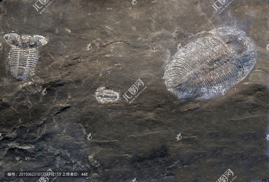 古生物化石,贵州三叶虫化石
