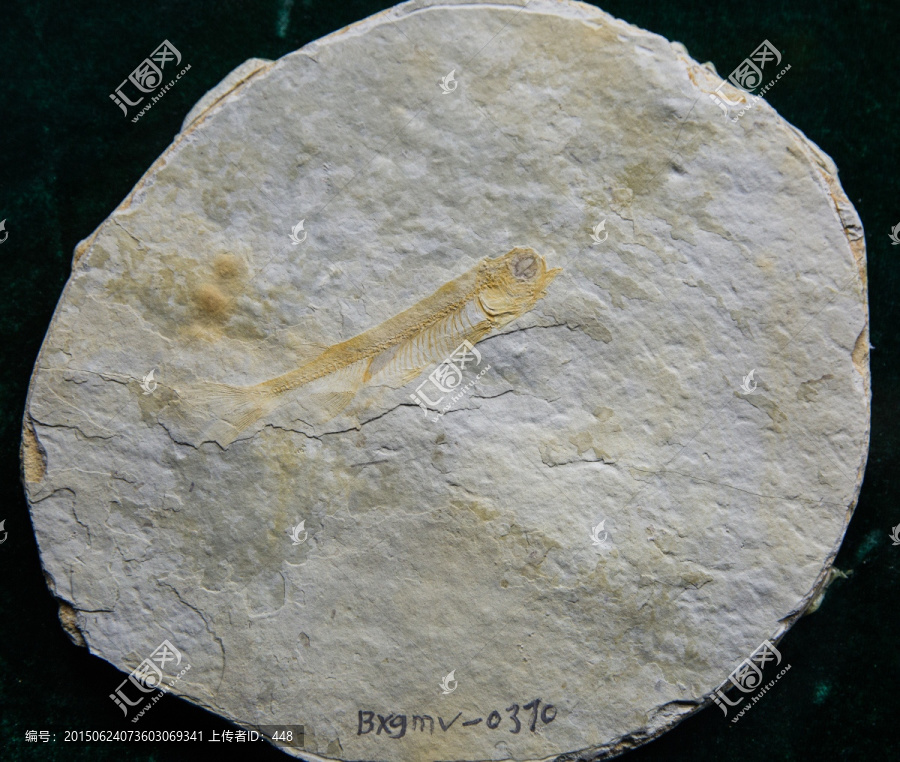 古生物化石,戴氏狼鳍鱼化石