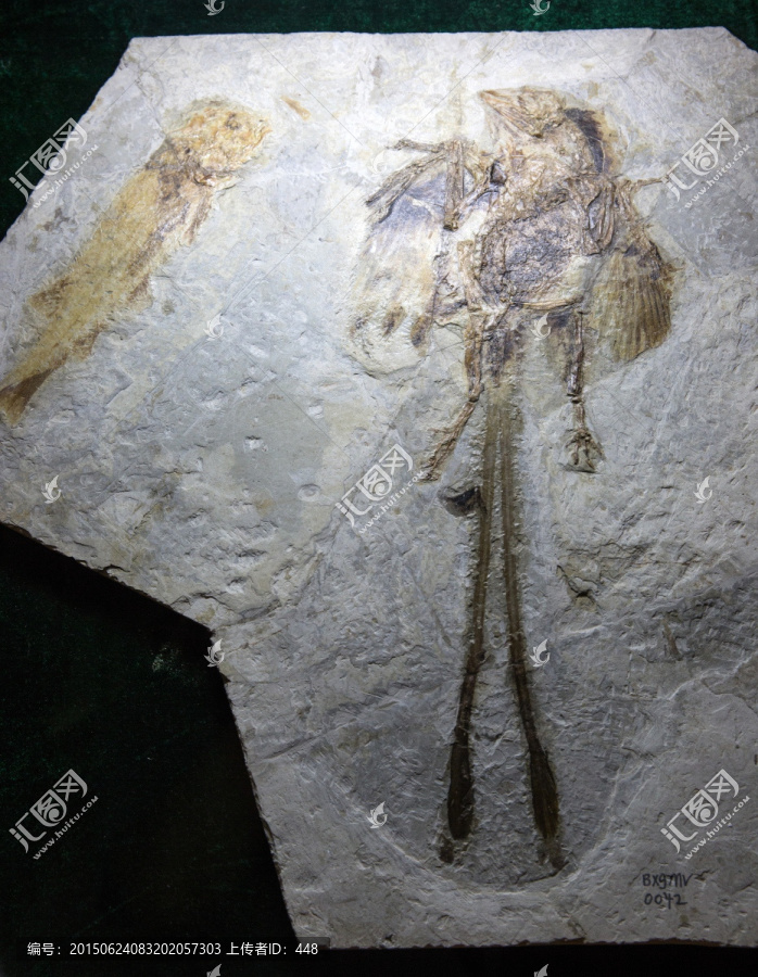 古生物化石,孔子鸟北票鲟化石