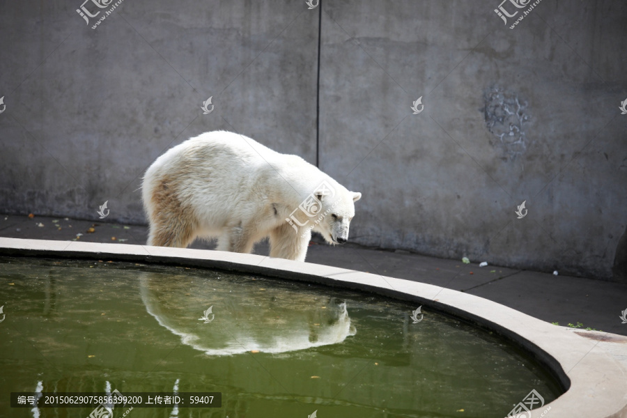 白熊,北极熊