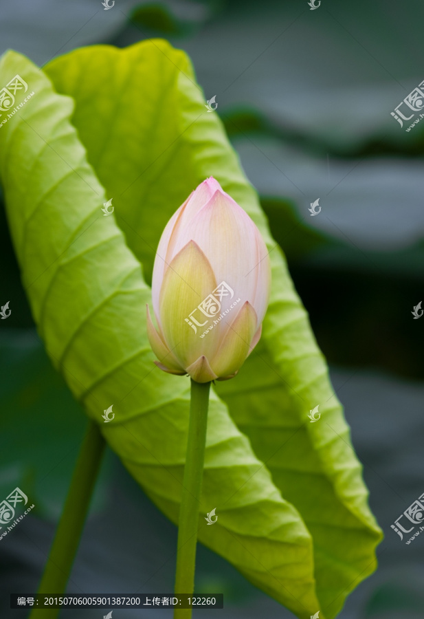 荷花,荷叶