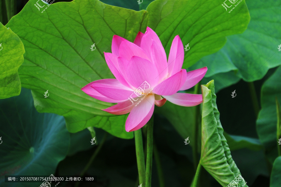 荷