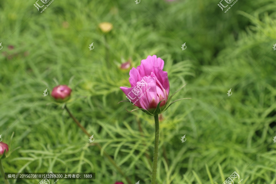 波斯菊