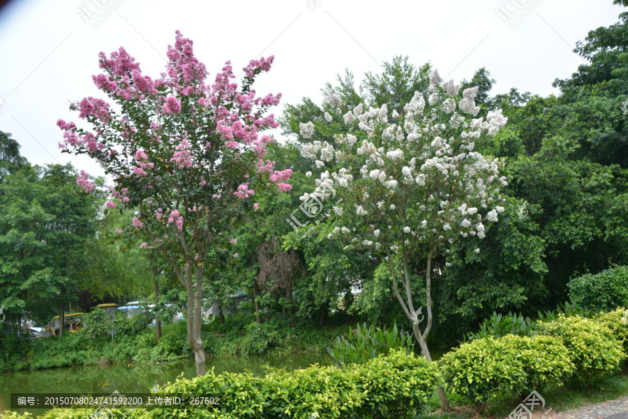 花