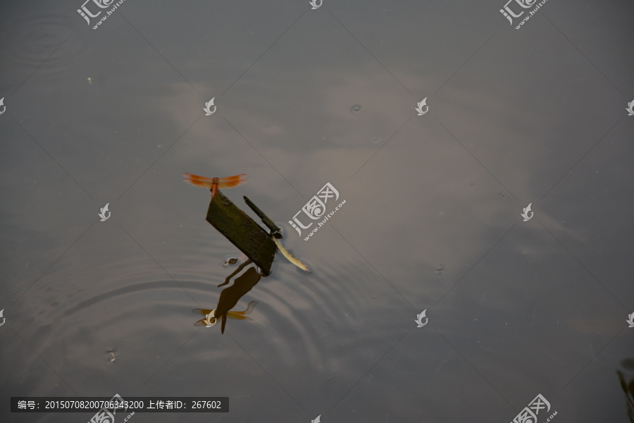 蜻蜓