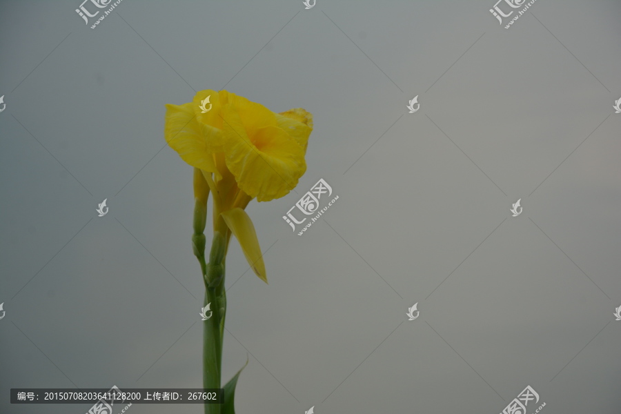 美人蕉