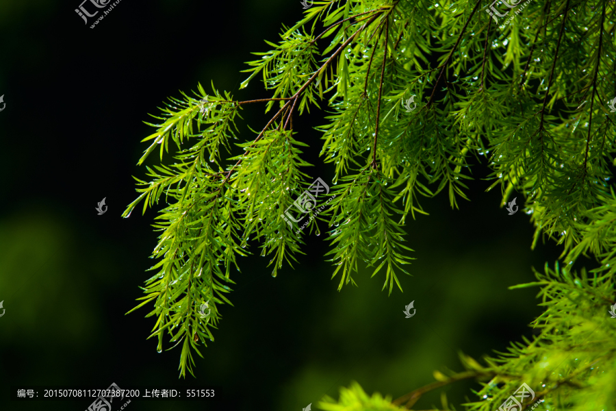 雨后绿叶