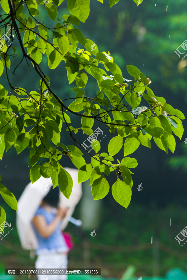 雨季