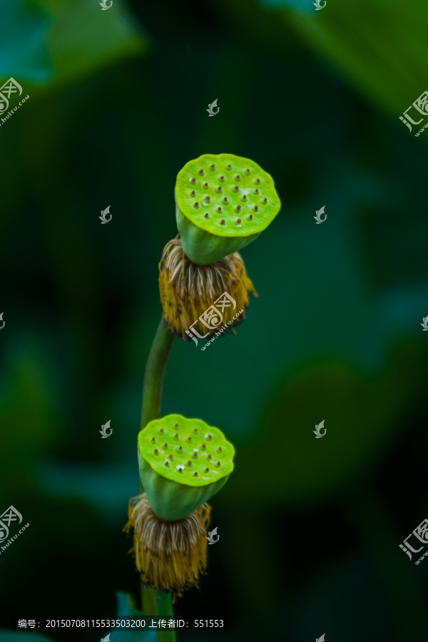 莲蓬