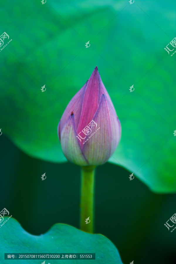 荷花苞