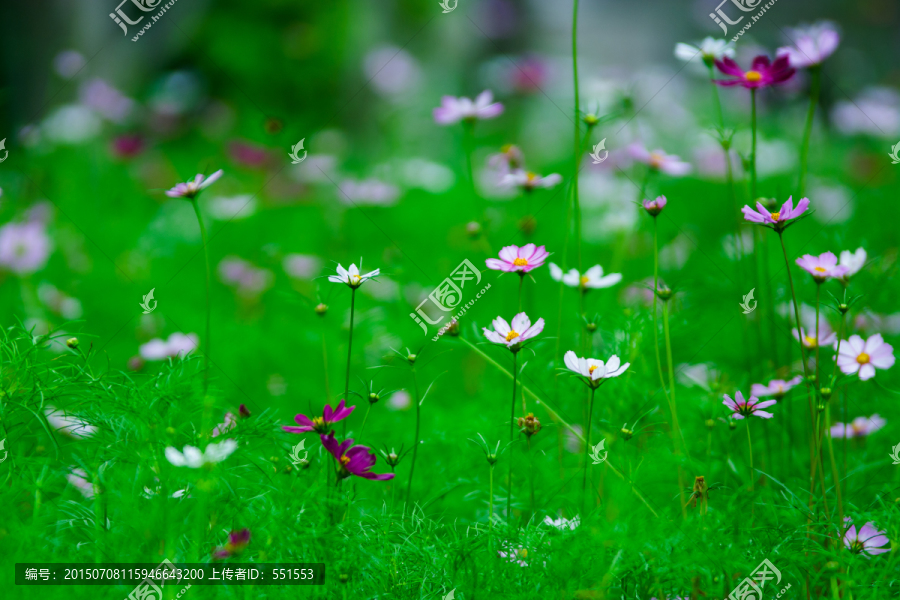 花丛