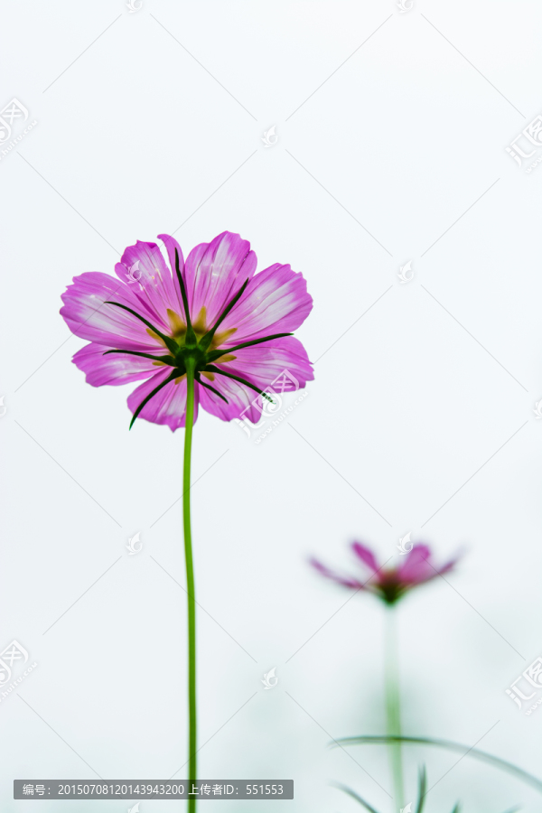 花朵
