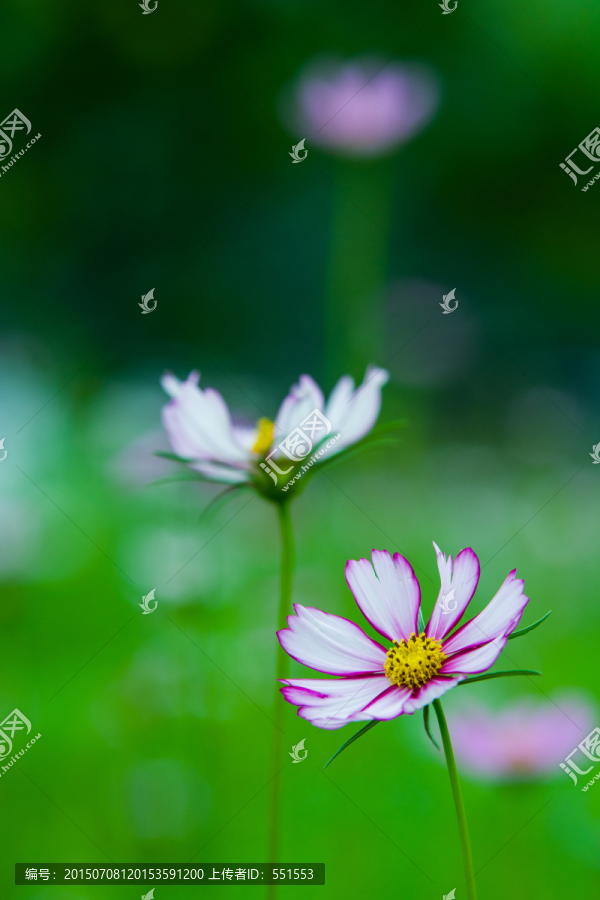 唯美花朵