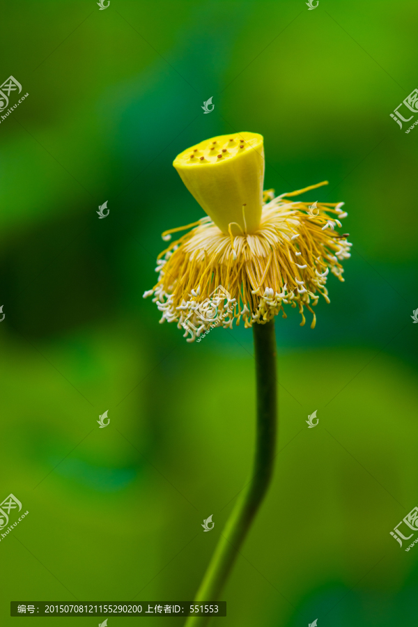莲蓬