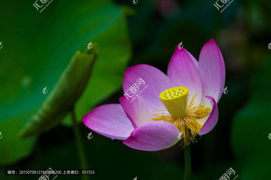 荷花
