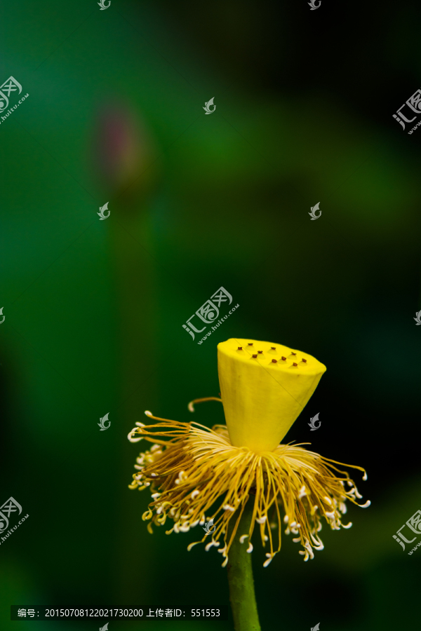 莲蓬