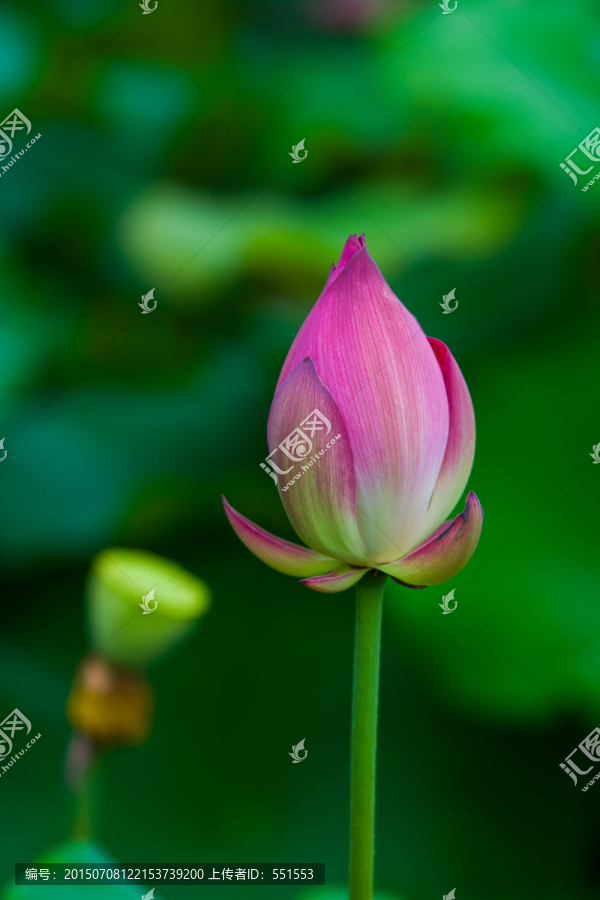 荷花苞