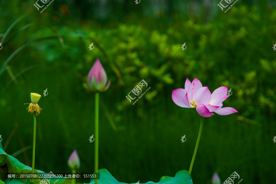 荷池