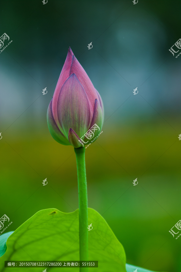 荷花花苞