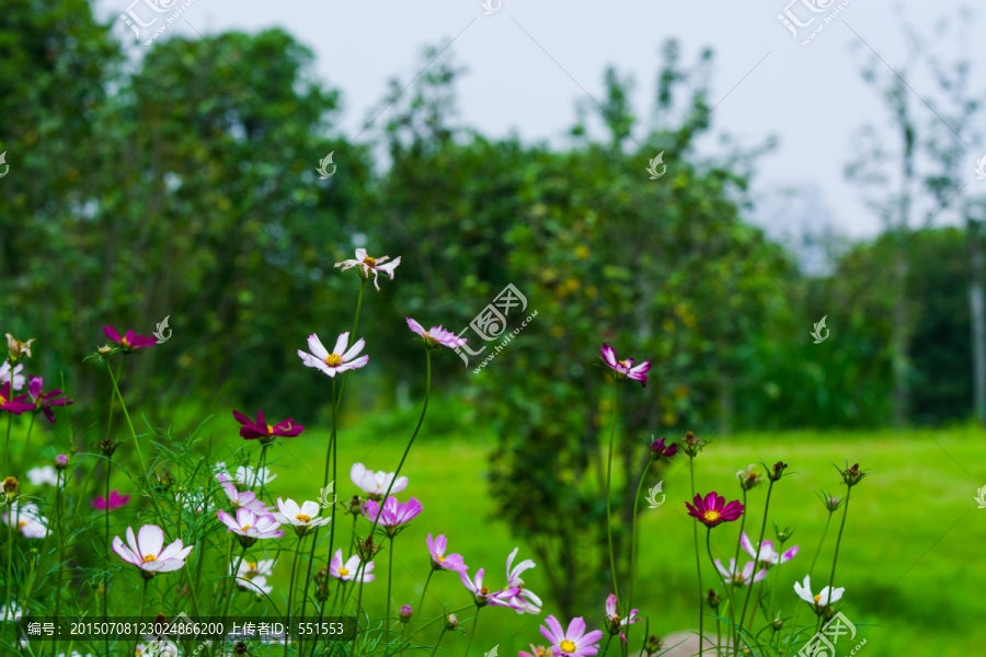 花丛