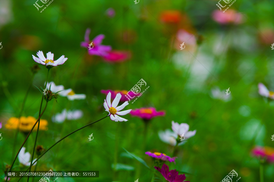 花卉