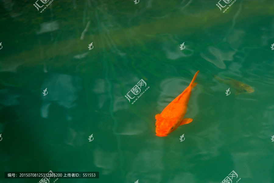 红鲤鱼