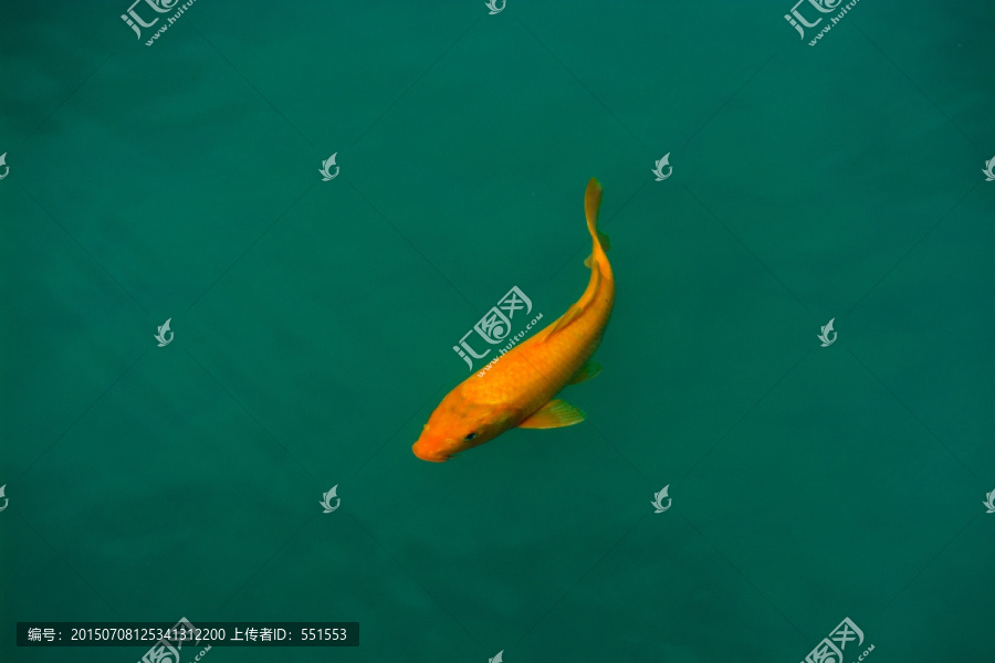 黄鲤鱼