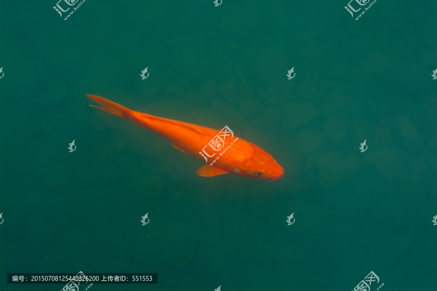 红鲤鱼