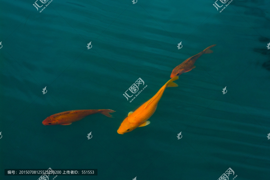 鲤鱼