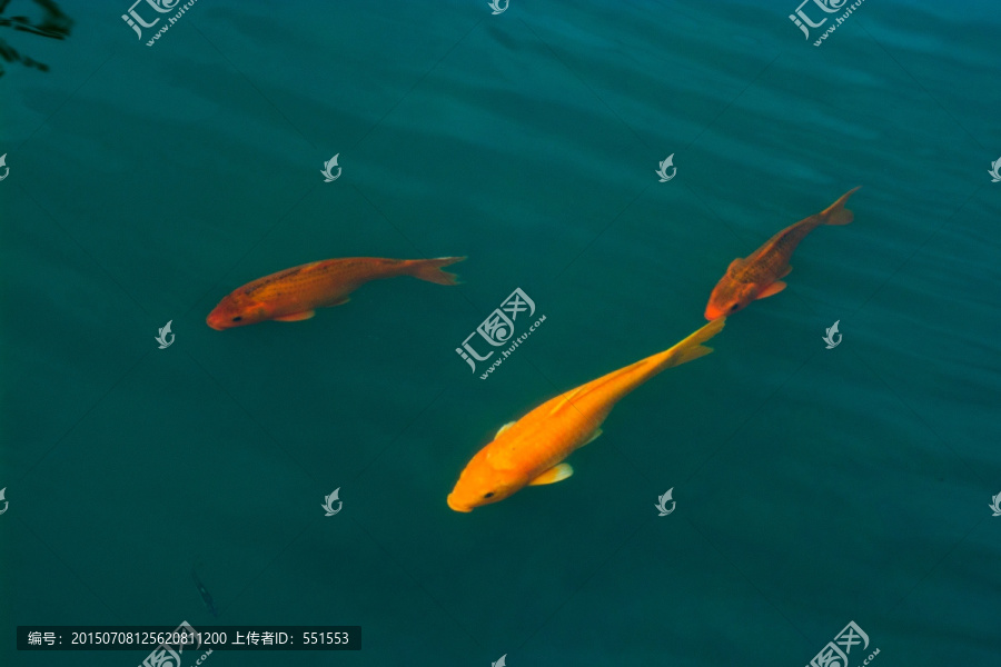 锦鲤