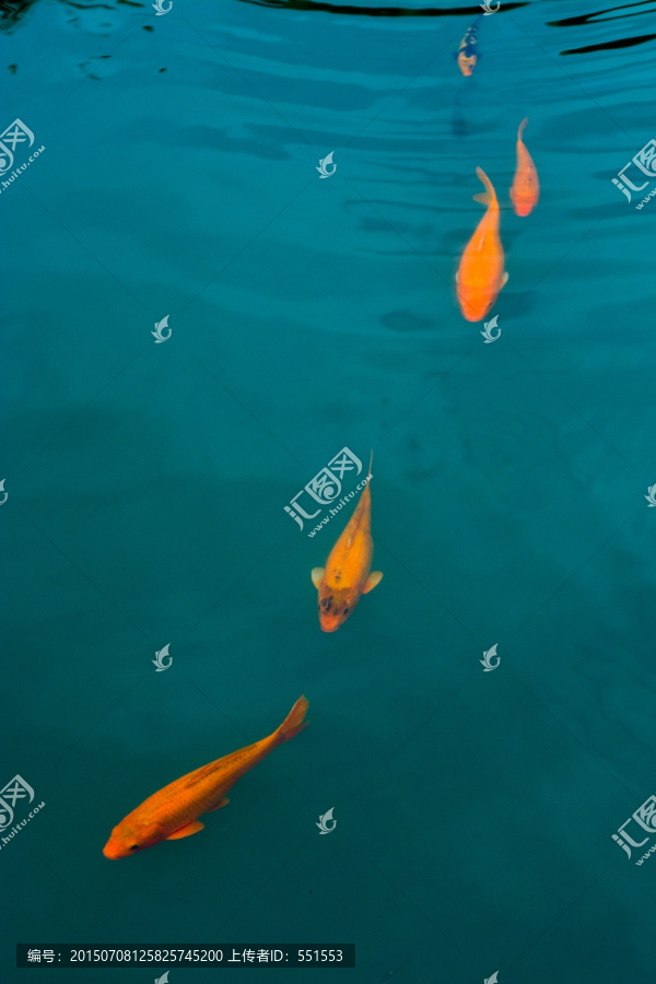 鲤鱼群